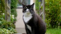 Kedi Besleme Konusunda Önemli Bilgiler